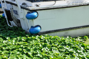 A boat surrounded by water clogged with floating pennywort.