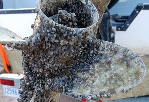 A boat propeller covered in quagga mussels