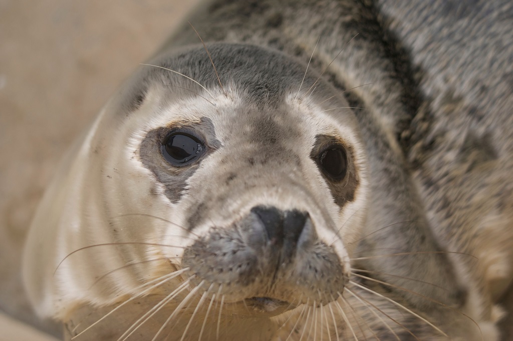Close-up of a grey seal
