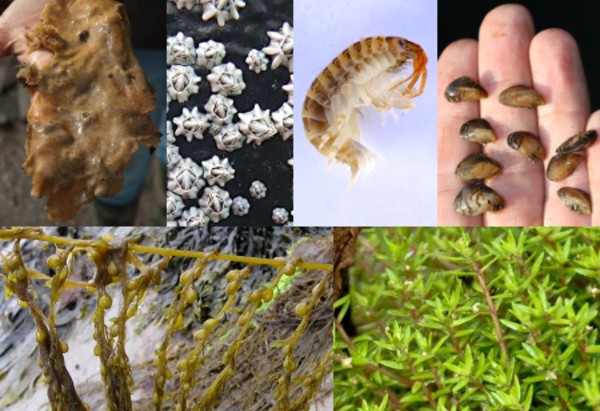 Montage of images of invasive species