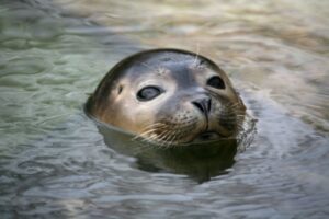 A grey seal in water