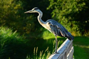 A grey heron standing on a fence next to an inland waterway