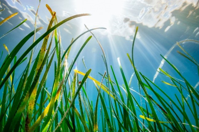 Seagrass growing in sunlit water
