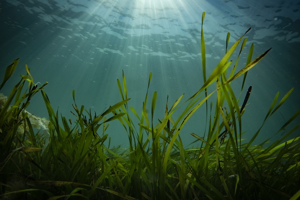 Seagrass viewed from underwater