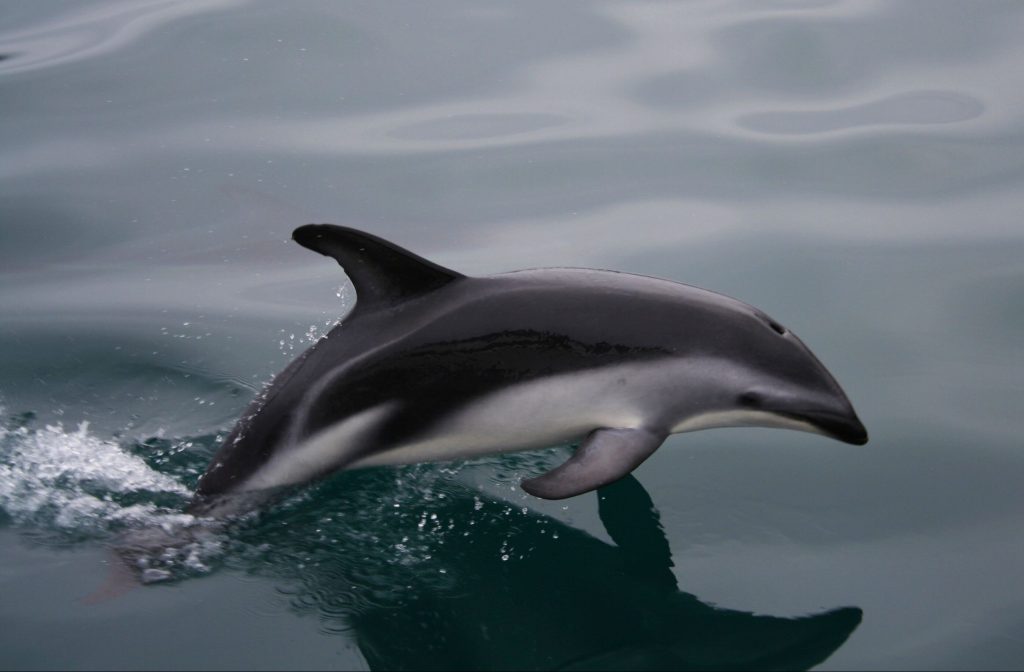 A common dolphin leaping out of water