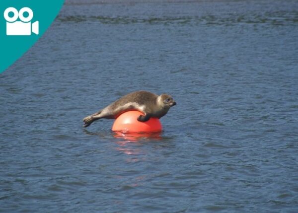 A seal resting on a buoy
