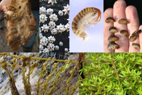 A montage of invasive species found in UK waters