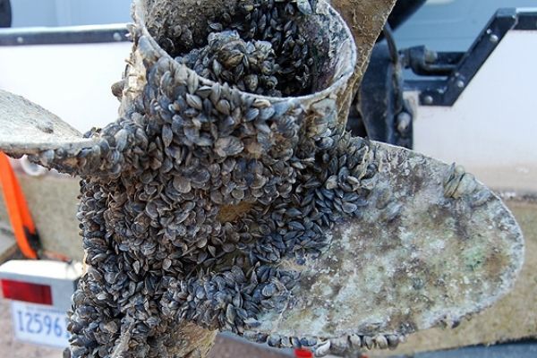 Invasive species quagga mussels on a propellor