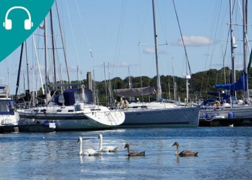 Swans swimming past boats in a marina