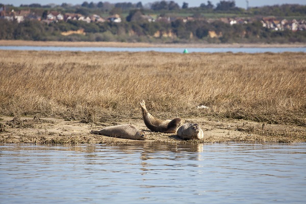 Landscape photo of three seals hauled out on shoreline