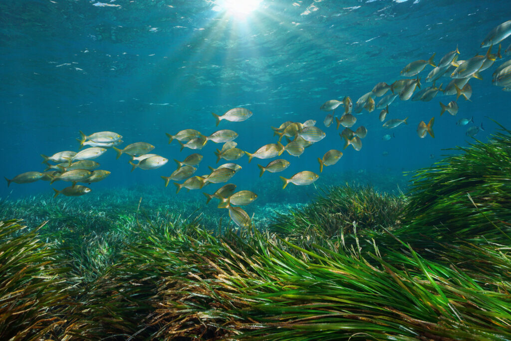 Underwater photo of seagrass and fish