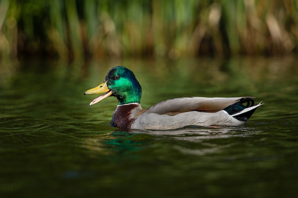 A drake duck swimming in a pond