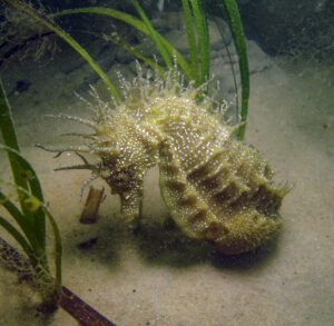 A short snouted seahorse unerwater