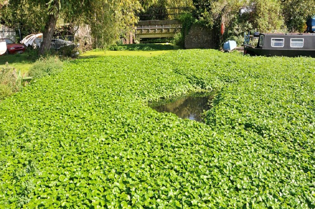 Floating Pennywort covering a river