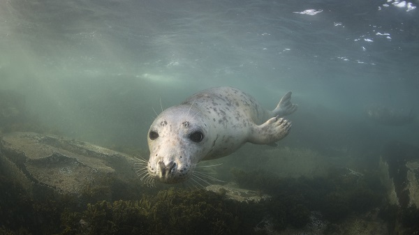 A grey seal swimming underwater